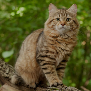 for-cats