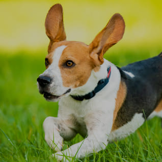 for dogs
