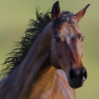 for-horses