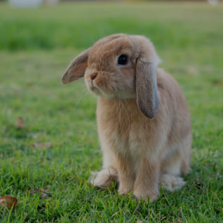 Rodents  Rabbits